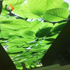Durable & Waterproof Fireproof & Easy Install Modern Interior Design ECO-Friendly High-Resolution Custom UV Printed PVC Stretch Ceiling - Green Tree Design 