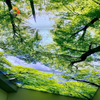 Durable & Waterproof Fireproof & Easy Install Modern Interior Design ECO-Friendly High-Resolution Custom UV Printed PVC Stretch Ceiling - Green Tree Design 