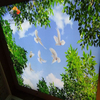 Durable & Waterproof Fireproof & Easy Install Modern Interior Design ECO-Friendly High-Resolution Custom UV Printed PVC Stretch Ceiling - Green Tree Design 